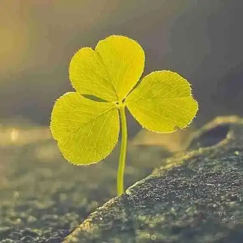 阳光唯美图片微信头像图片