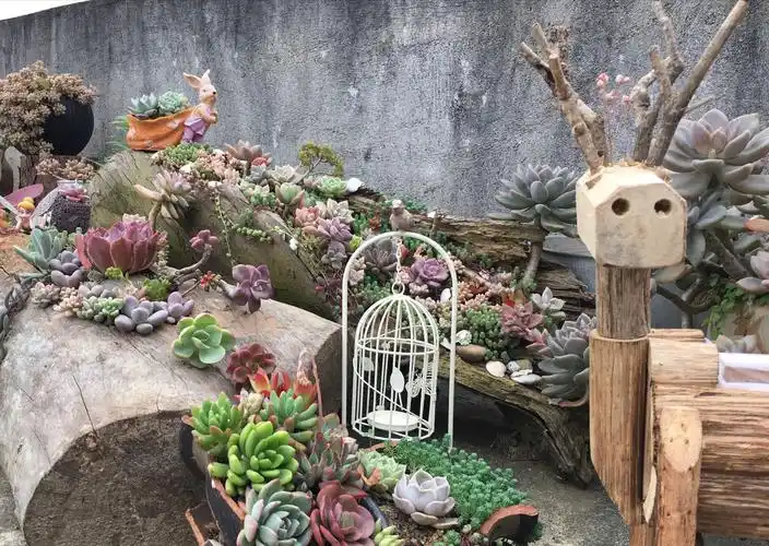 寒暑不能移,岁月不能败者,唯多肉也.