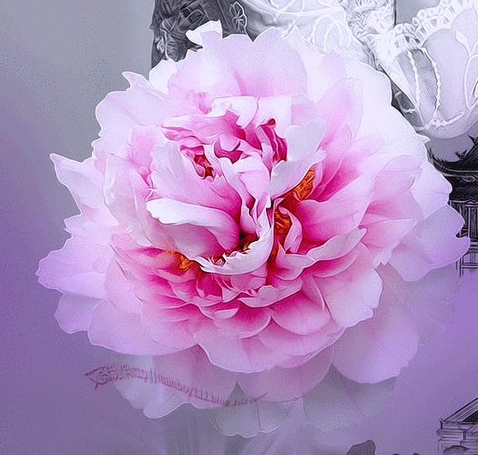 【转载】gif 牡丹素材-快乐的麦克的喜欢