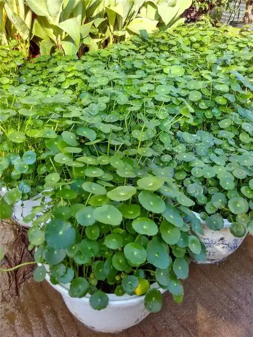 金钱草的功效与作用, 注意事项有哪些?_网易订阅