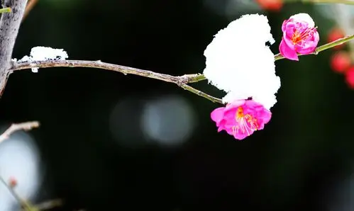 红梅傲雪报新春