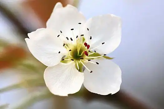 美丽的梨花图片_美丽的梨花图片大全_美丽的梨花图片素材