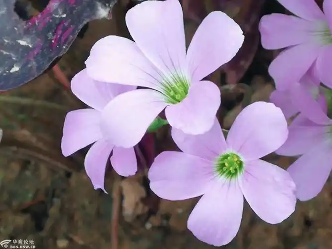 紫色幸运草开花了