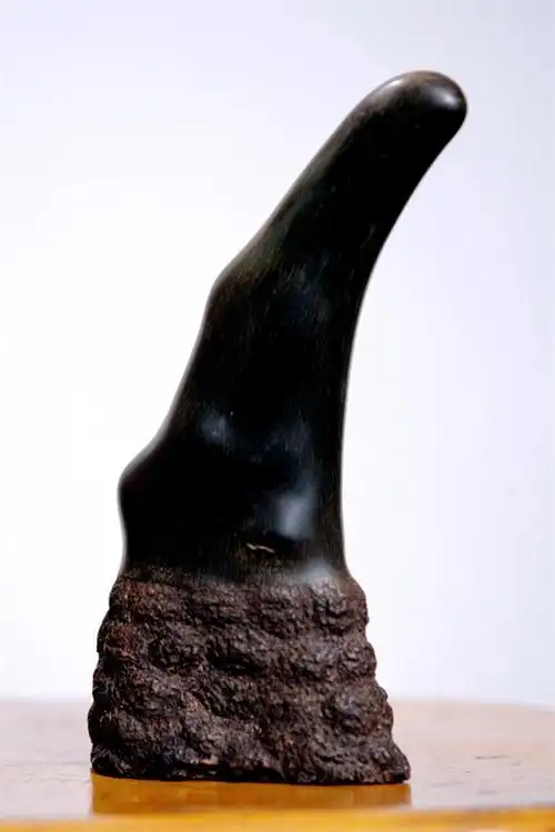 犀角的价值与出手