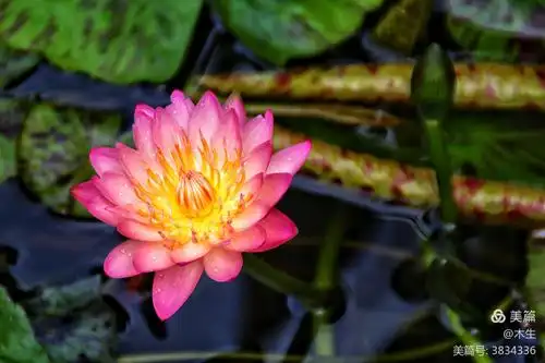 九品香莲——自然天成之物