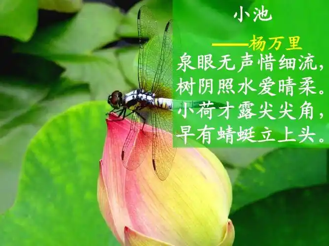 小荷才露尖尖角, 早有蜻蜓立上头.