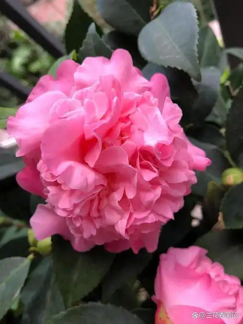 开花特勤的香茶花,你家有了吗?花朵娇艳,花量足,开出小花树