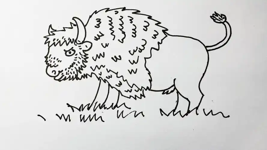 野牛简笔画 美洲野牛简笔画