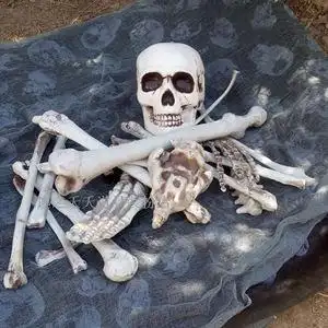 【骷髅骨架图片】骷髅骨架图片大全_q友网