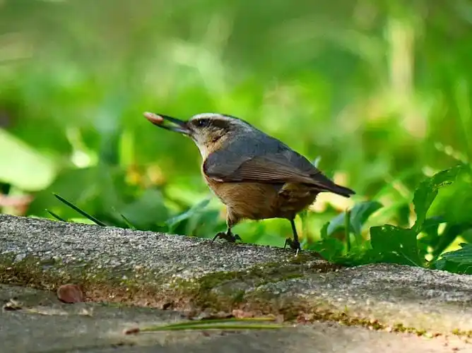 今天去北京植物园找找鸟,拍到了黑头䴓,远东山雀.远东山雀是真难拍啊.