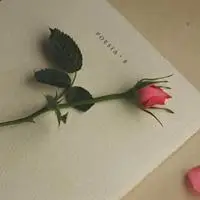 玫瑰花和一本书的图片头像_微信头像图片大全