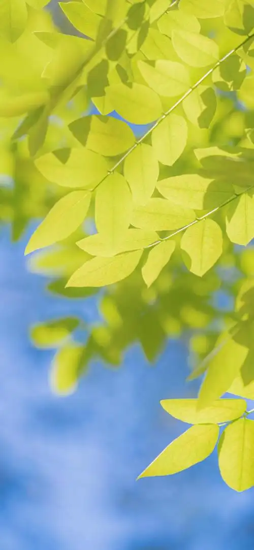 " 清新绿色 一见倾心" 676767 护眼壁纸来啦