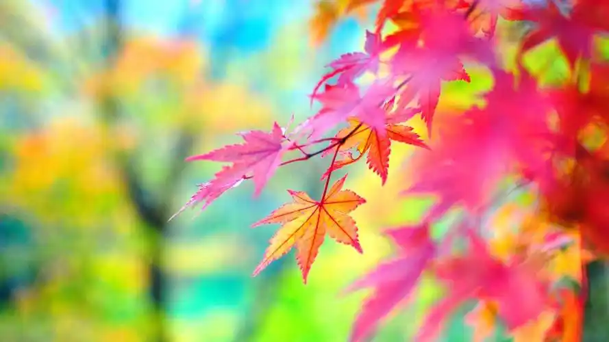 秋之枫情,锁屏图片,高清手机壁纸,风景-回车桌面