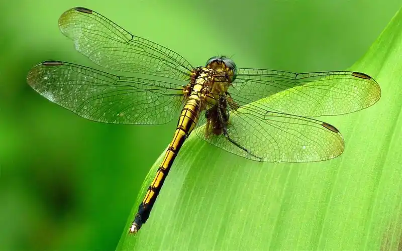 蜻蜓特写高清桌面壁纸图片