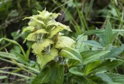 齿苞筋骨草图片齿苞筋骨草的功效与作用