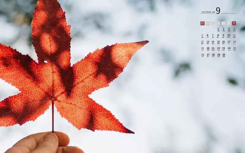 2021年9月唯美迷人枫叶日历,月历壁纸-回车桌面