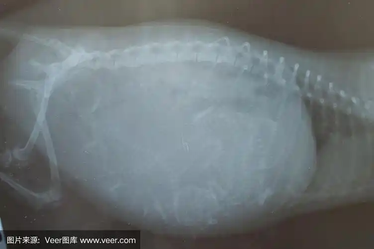 怀孕犬x光片