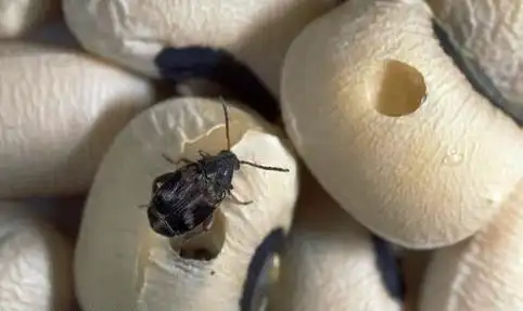 谁知道这是什么虫子