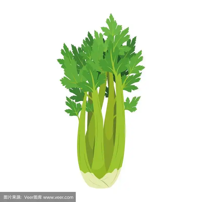 矢量插图的滑稽芹菜在卡通风格.