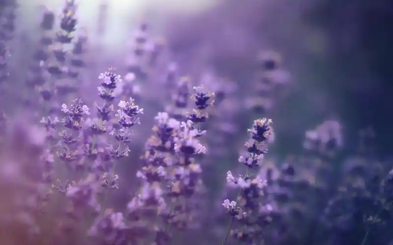 紫色浪漫薰衣草高清桌面壁纸