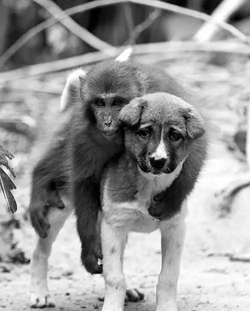 狗和猴子图片
