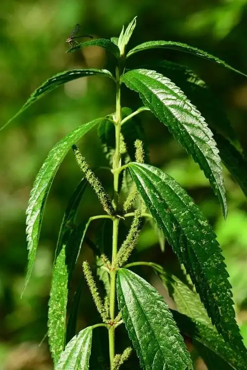 东安发现荨麻科苎麻属新种轮叶苎麻 - 新湖南客户端 - 新湖南