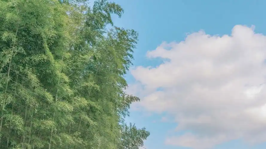 壁纸图片小清新绿色三明龙栖山景色