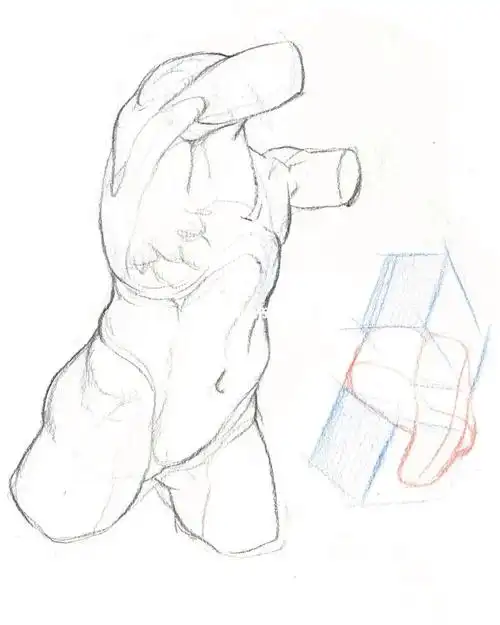 男性躯干结构示范