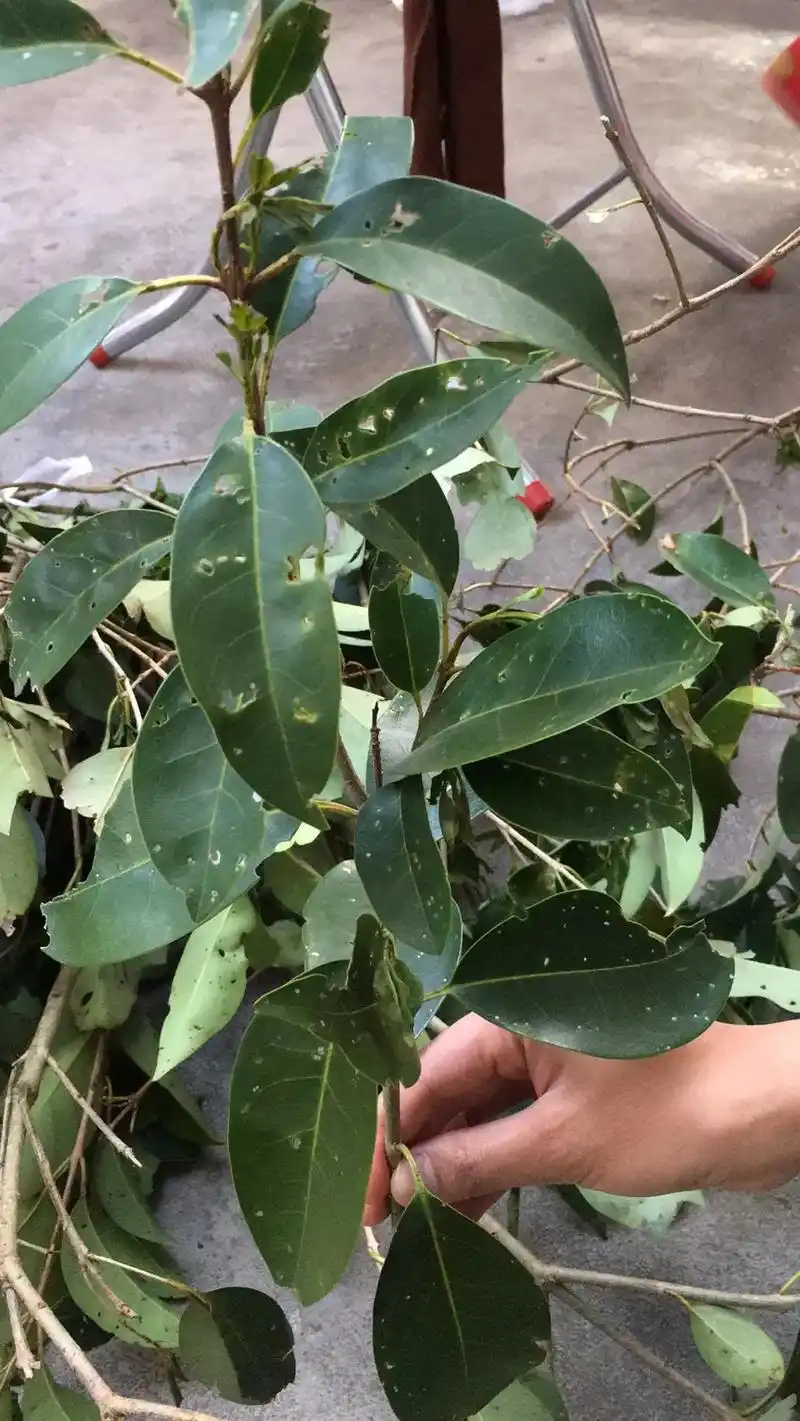 猜猜这是啥 治疗 #蛇缠腰 #带状疱疹 草药照片,叶子和泡 - 抖音