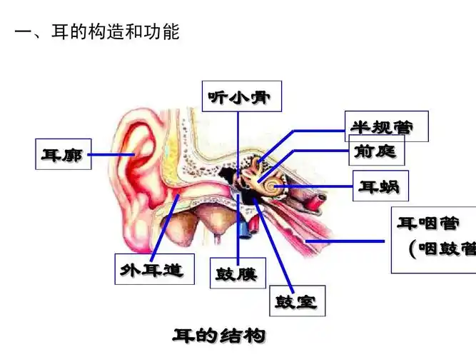 第2节耳与听觉