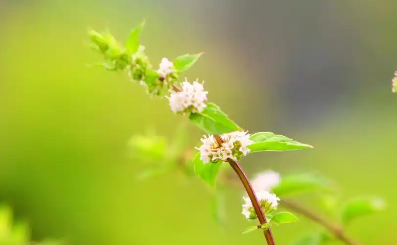 八月始见薄荷花