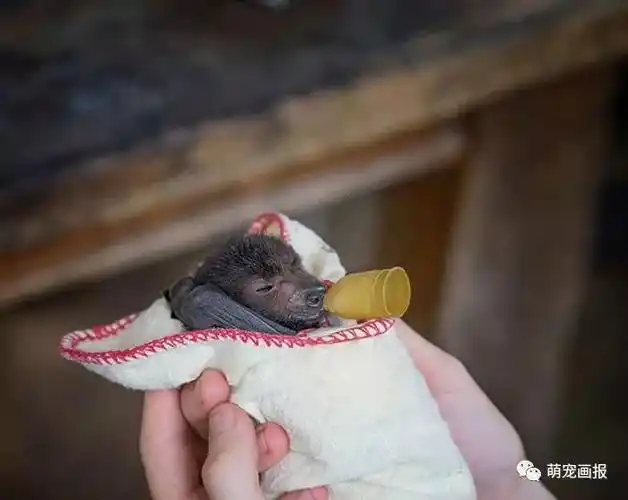 蝙蝠也可以卖萌来看看这些果蝠小宝宝