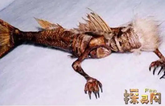 世界上最后一条美人鱼可能只是一条海牛真实图片曝光