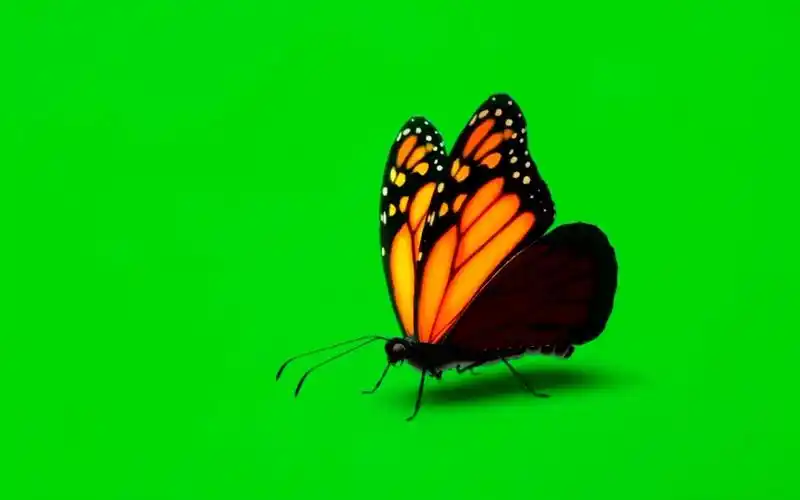 绿幕视频素材蝴蝶