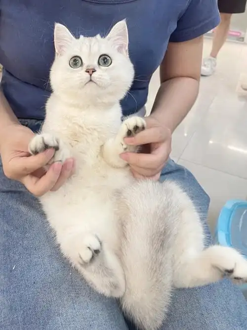 软糯包子银渐层妹妹在线找主人英短银渐层