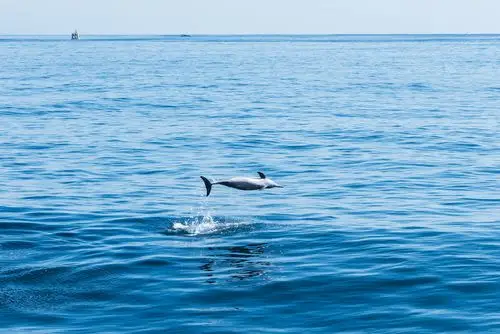 跳舞的海洋精灵 - acvince - 图虫