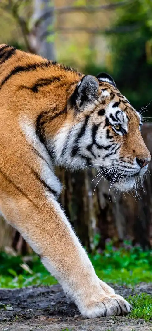 壁纸分享,老虎,一种令人望而生畏的生物,充满野性的力量