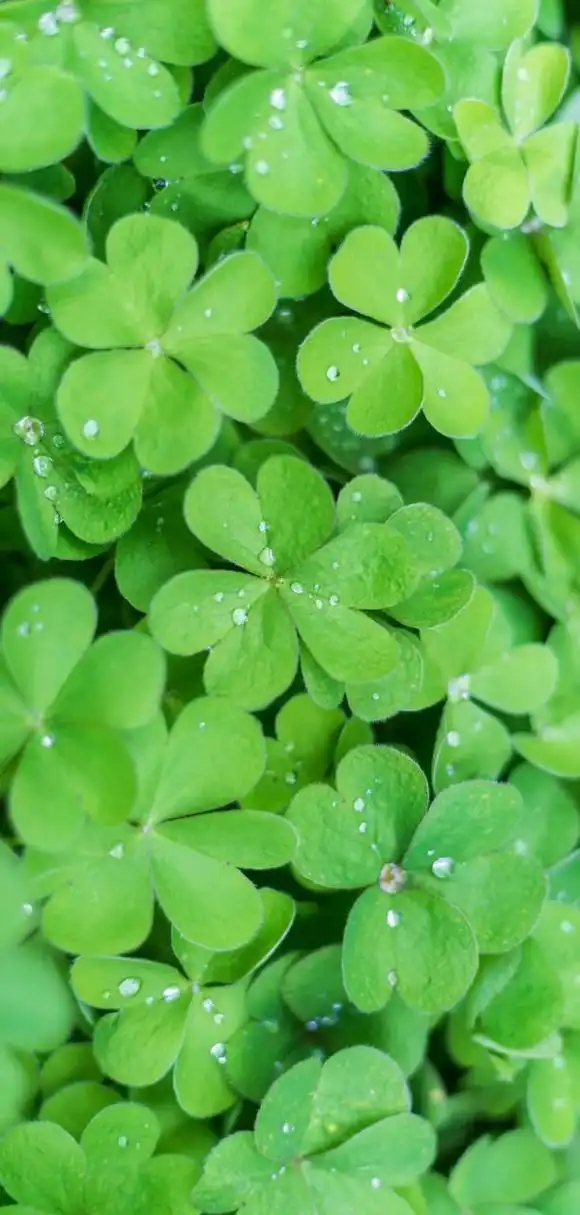 养眼绿色壁纸 更多壁纸来我主页吧