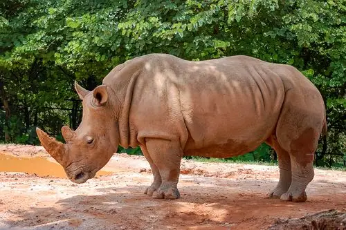 再游香江动物园
