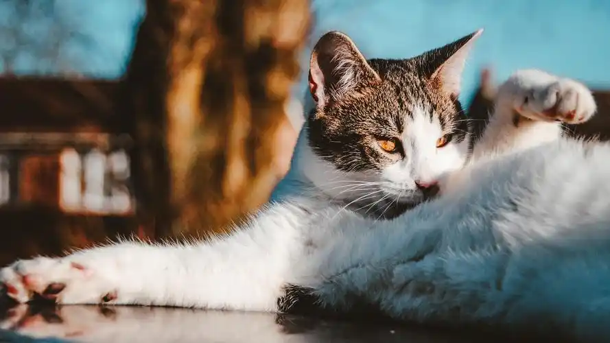 下载高清原图安装元气桌面,海量壁纸一键设置尺寸:2560x1440体积:1.