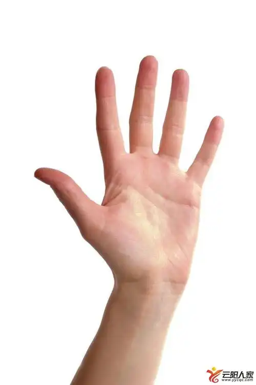 手指的名称