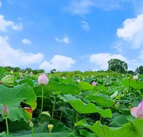 瘦西湖荷塘美如画