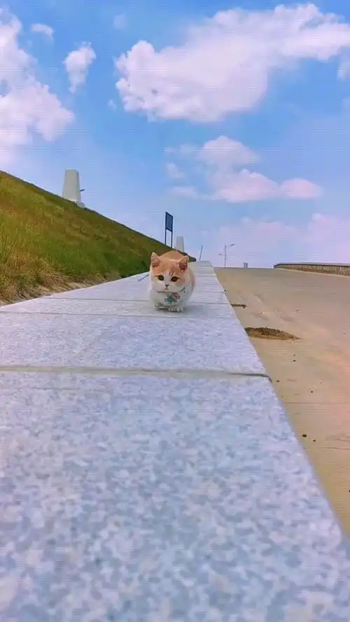 我家的短腿猫真可爱,走路的样子很呆萌