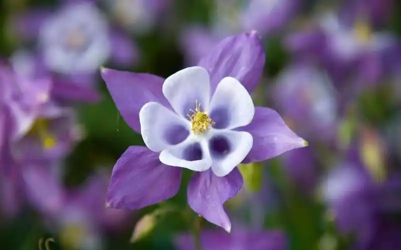 好看的猫爪花1680x1050分辨率查看