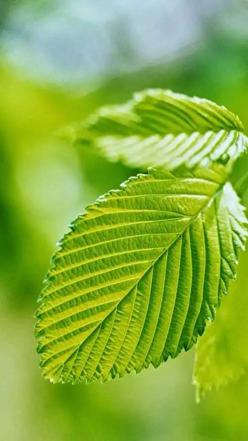 【高清壁纸 小清新 树叶 生命的绿色*】林中有两条路,你永远只能走一