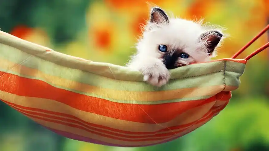 可爱甜人的小猫电脑桌面壁纸高清大图预览1920x1080_动物壁纸下载_美