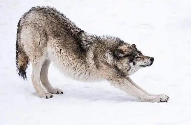 p1-2是狼王……帅炸——拍摄地:加拿大魁北克省欧米伽野生动物园(parc