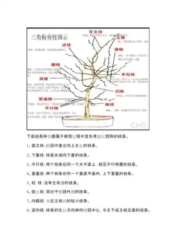 三角梅修枝剪叶技巧