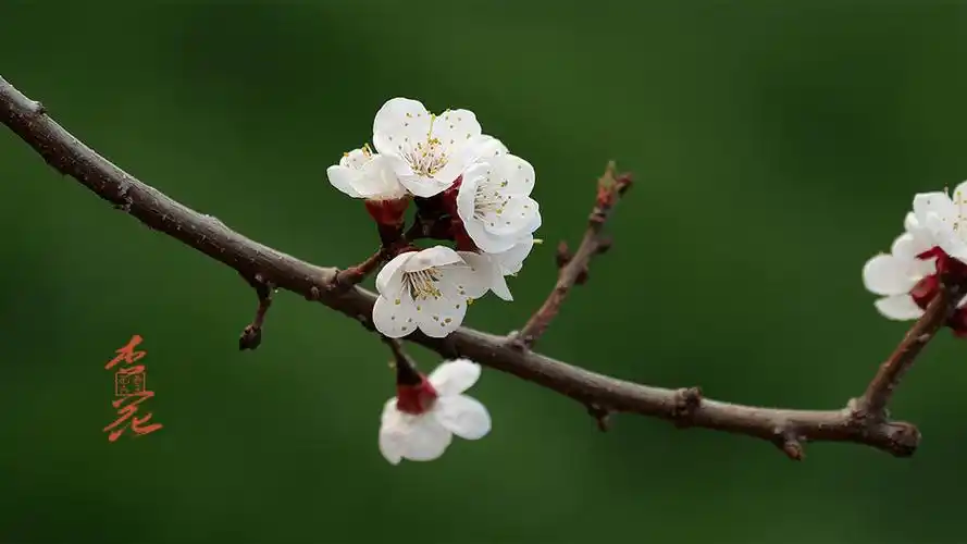 春天花卉【2018】杏花-3