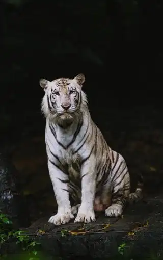 霸气老虎图片壁纸 第7页-zol手机壁纸